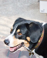 D-O-G (Pronounced Dee-o-Gee)