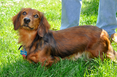 Hank